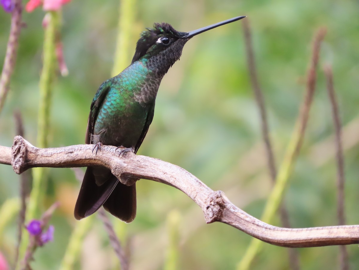 Talamanca Hummingbird - ML619094567