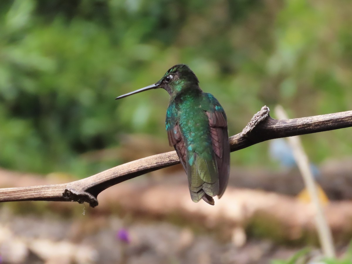 Talamanca Hummingbird - ML619094576