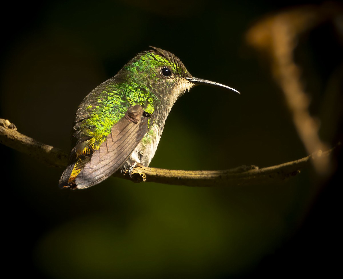 kolibřík měděnohlavý - ML619094590