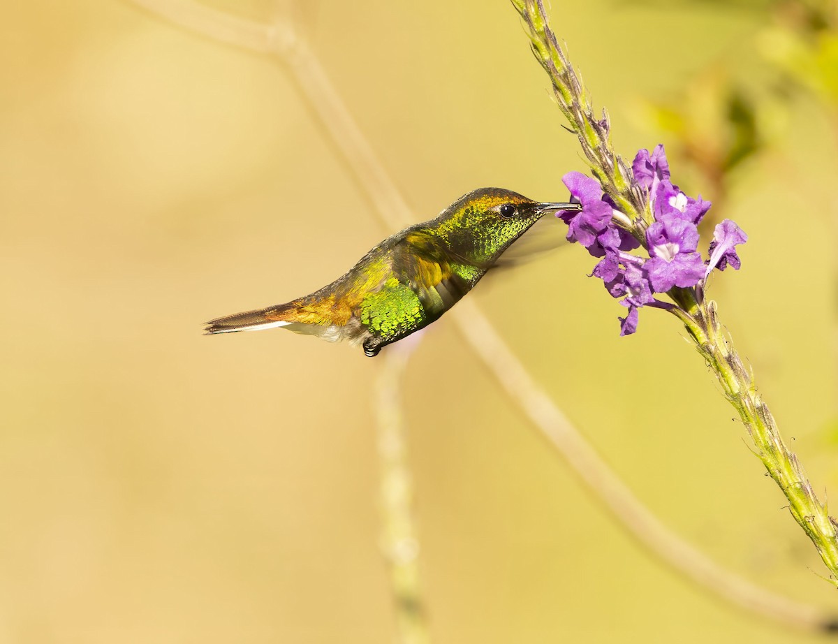 kolibřík měděnohlavý - ML619094591