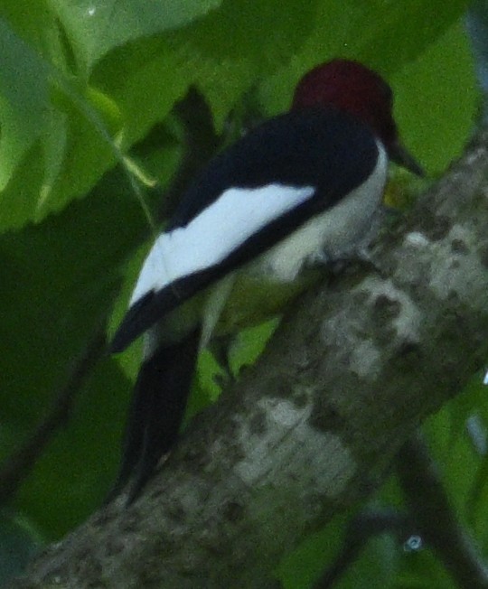 Red-headed Woodpecker - Virginia Wycoff