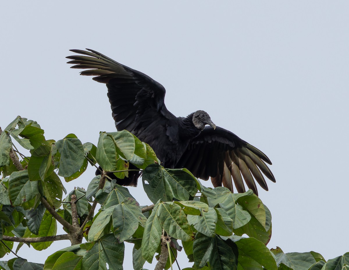 Black Vulture - ML619094694