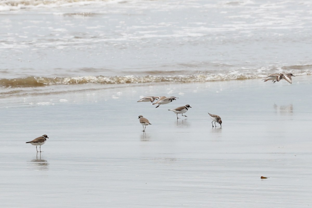 Semipalmated Plover - ML619094724