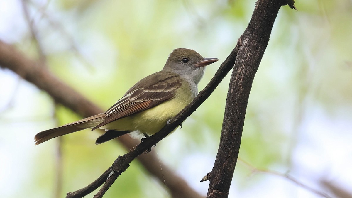 Great Crested Flycatcher - ML619094768