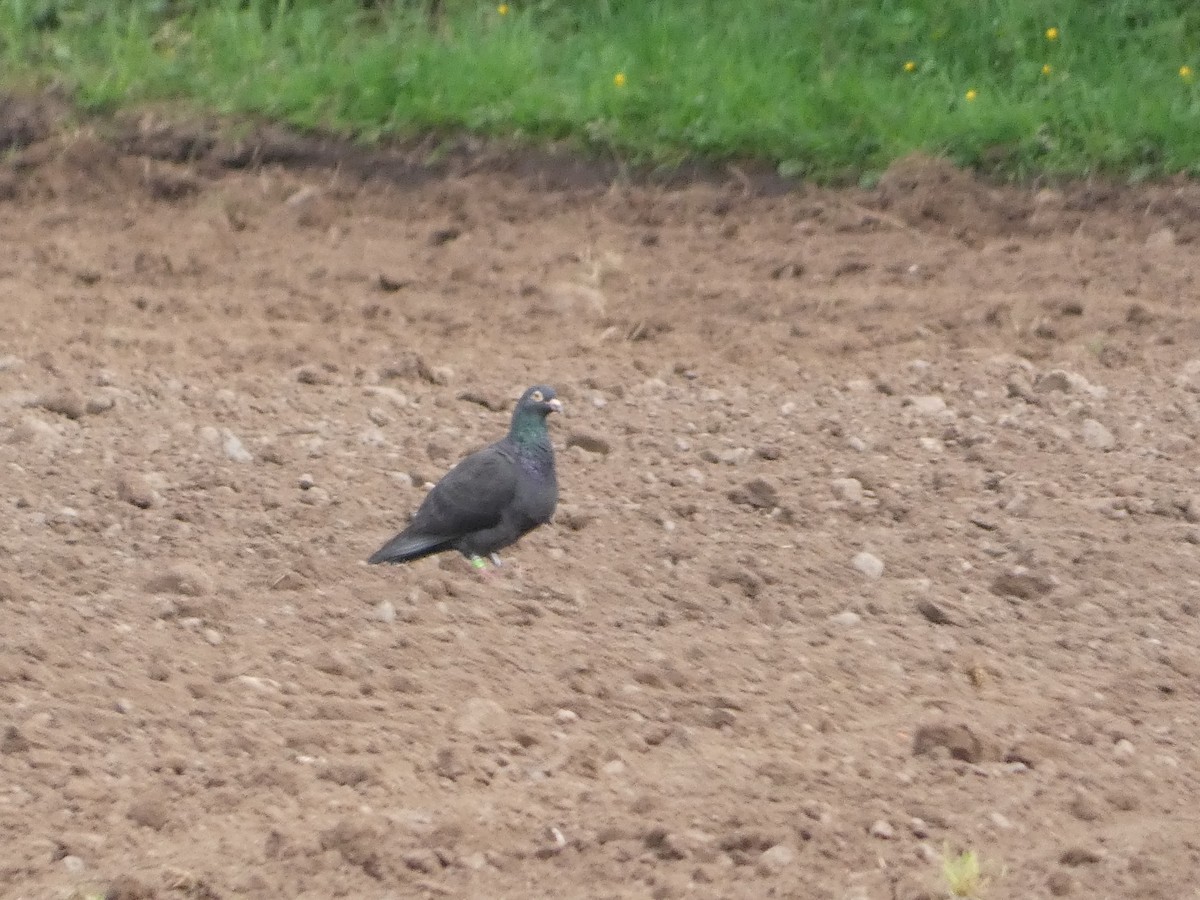 Rock Pigeon (Feral Pigeon) - Mike Tuer