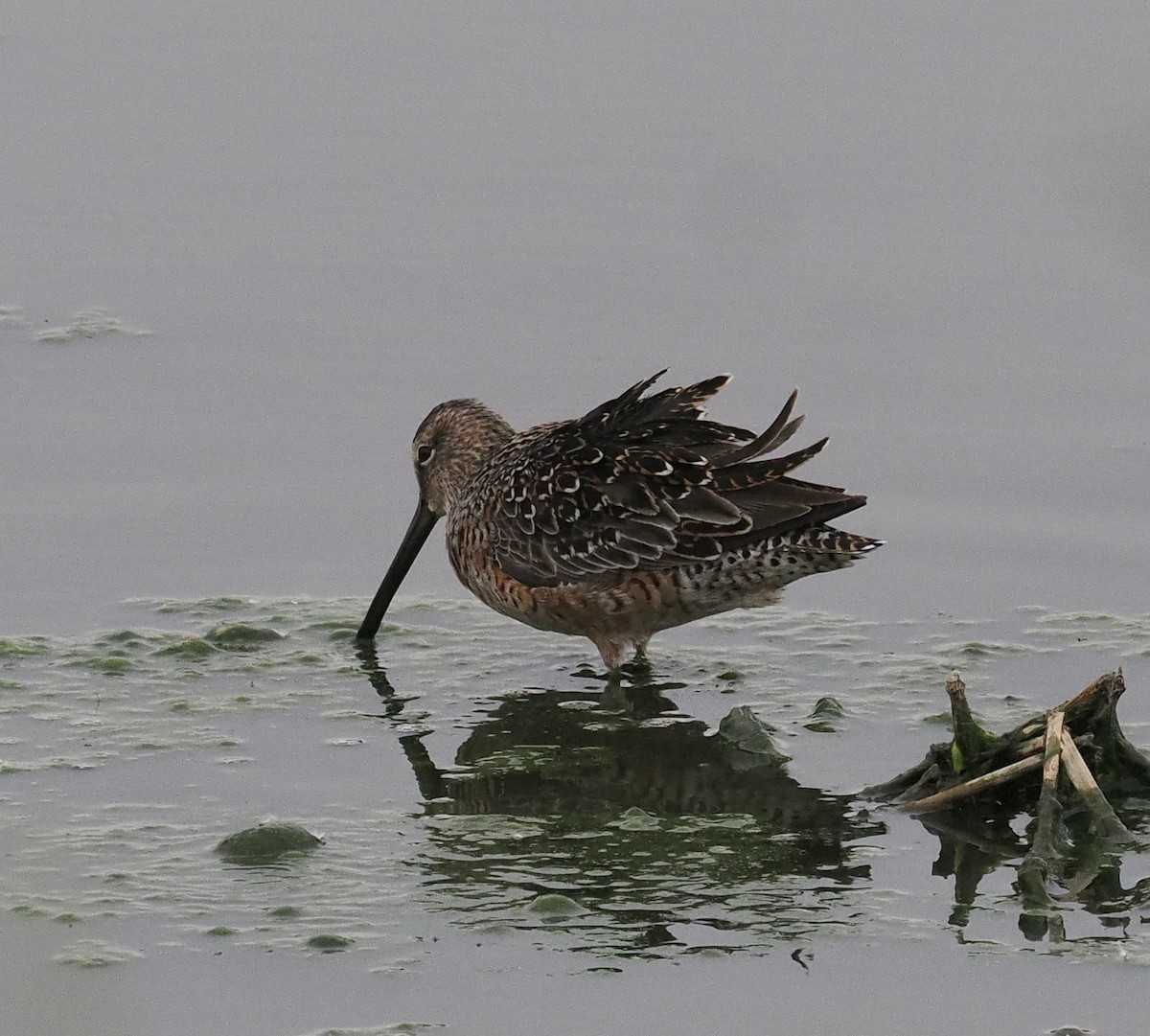 Long-billed Dowitcher - ML619094814