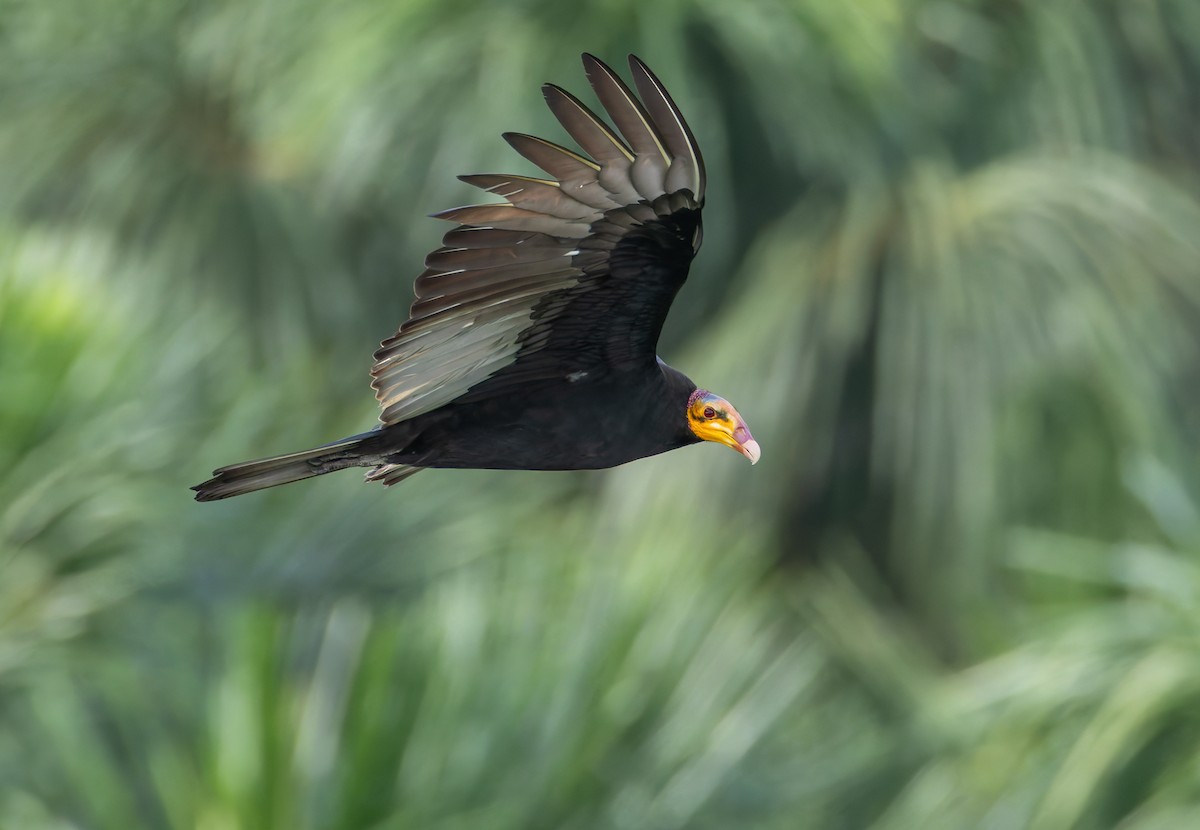 Greater Yellow-headed Vulture - ML619094825