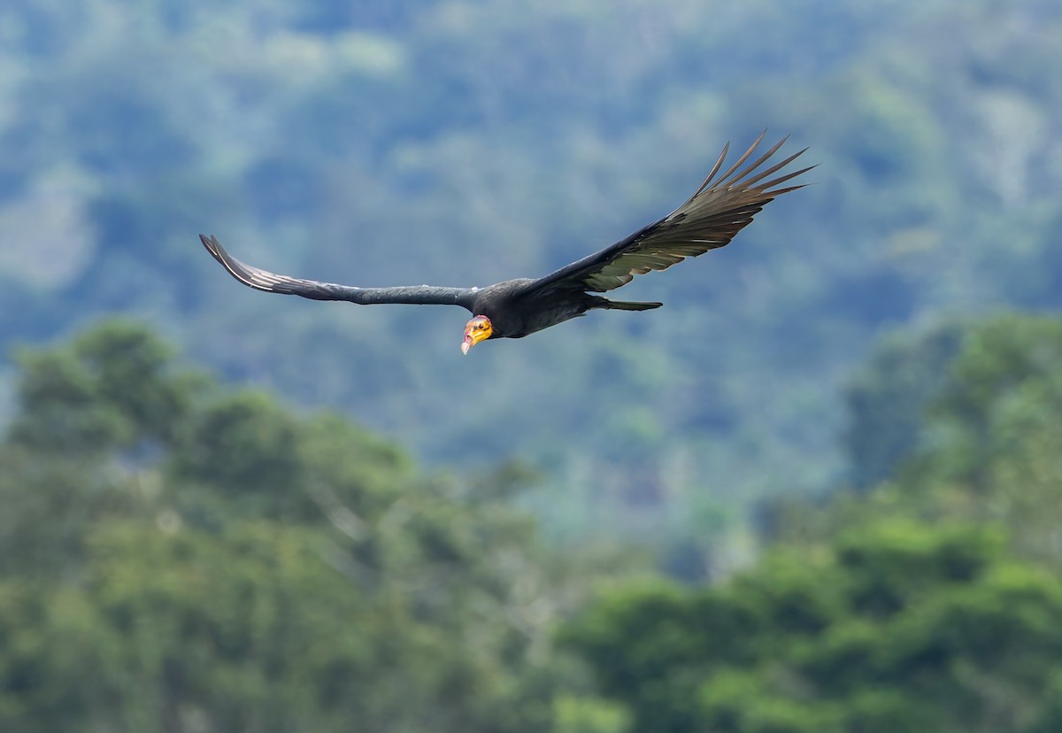 Greater Yellow-headed Vulture - ML619094836