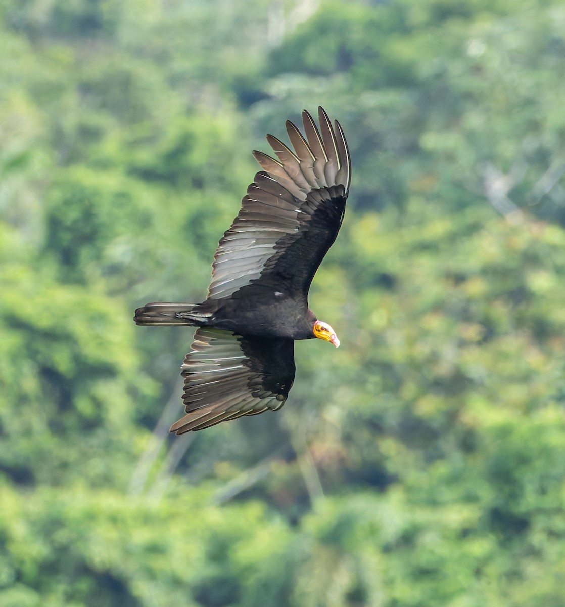Greater Yellow-headed Vulture - ML619094840