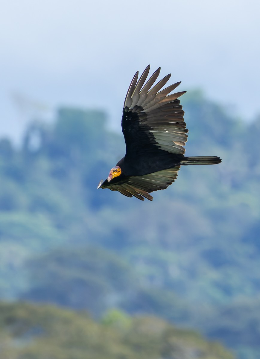 Greater Yellow-headed Vulture - ML619094844