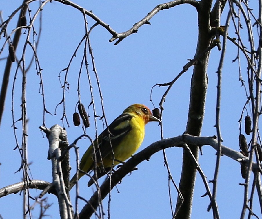 Western Tanager - ML619094856