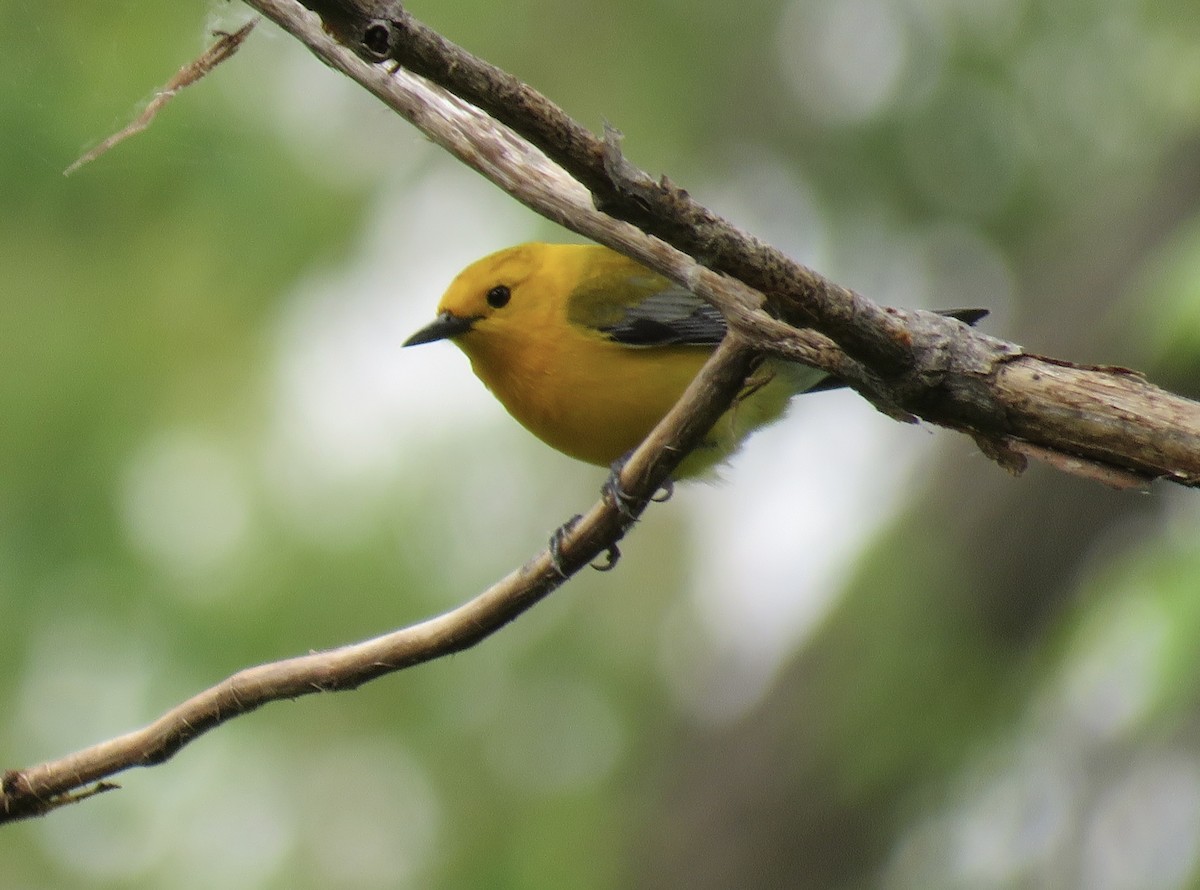 Prothonotary Warbler - ML619094862