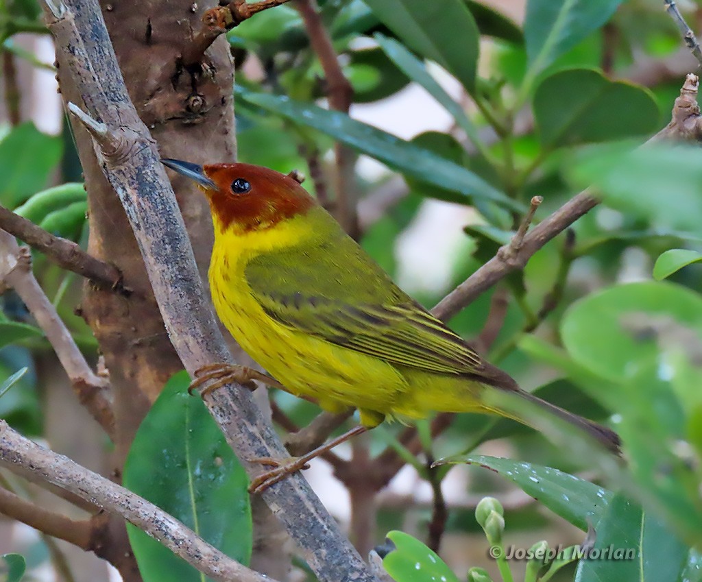 Yellow Warbler (Mangrove) - ML619094881