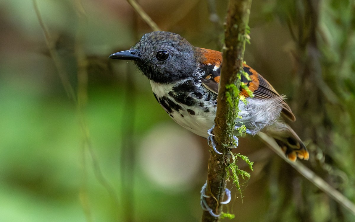 Spotted Antbird - ML619094888