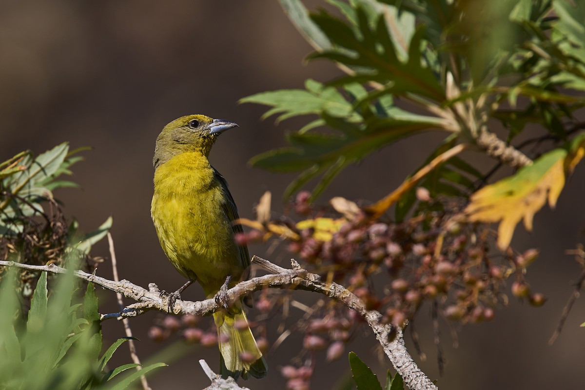 Hepatic Tanager - ML619094891