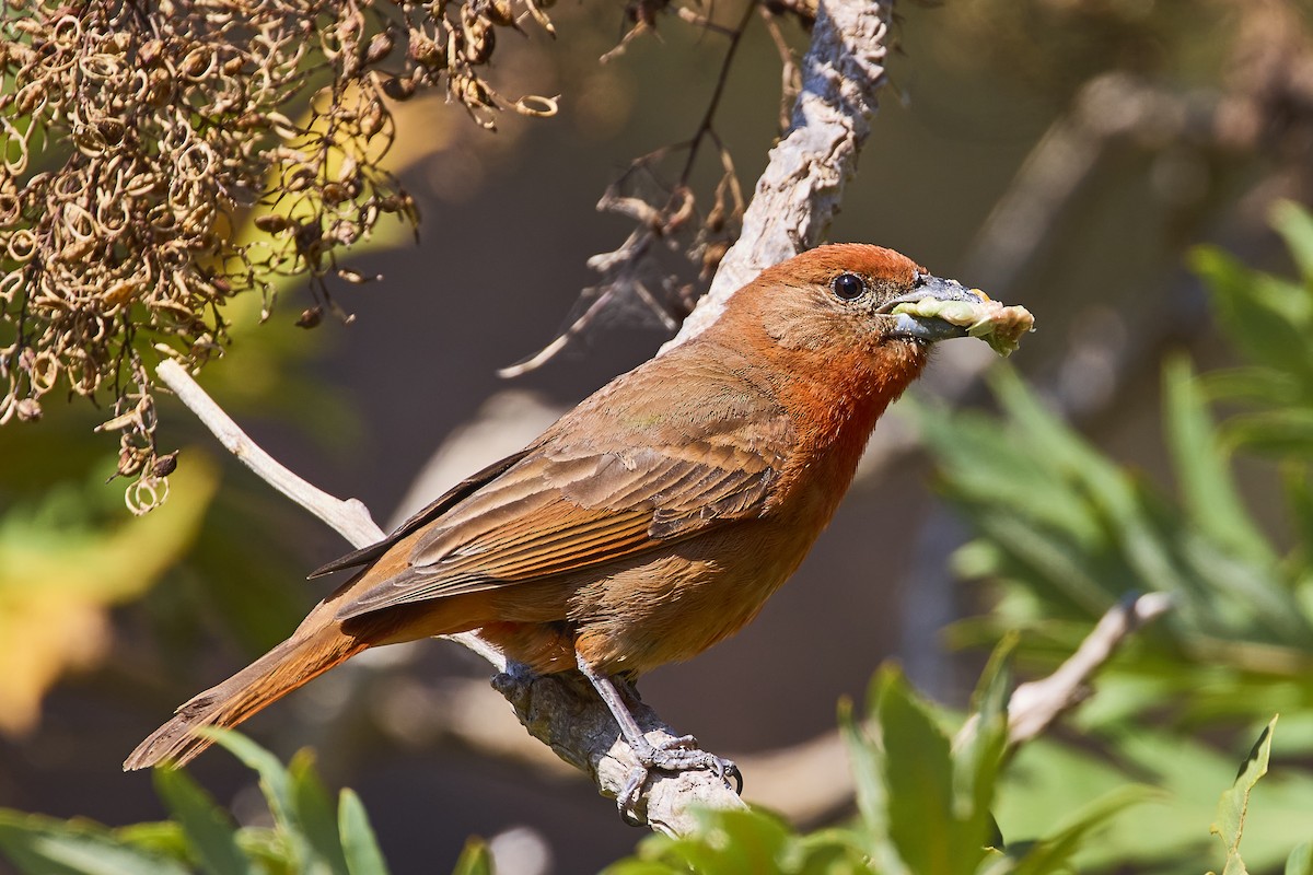 Hepatic Tanager - ML619094902