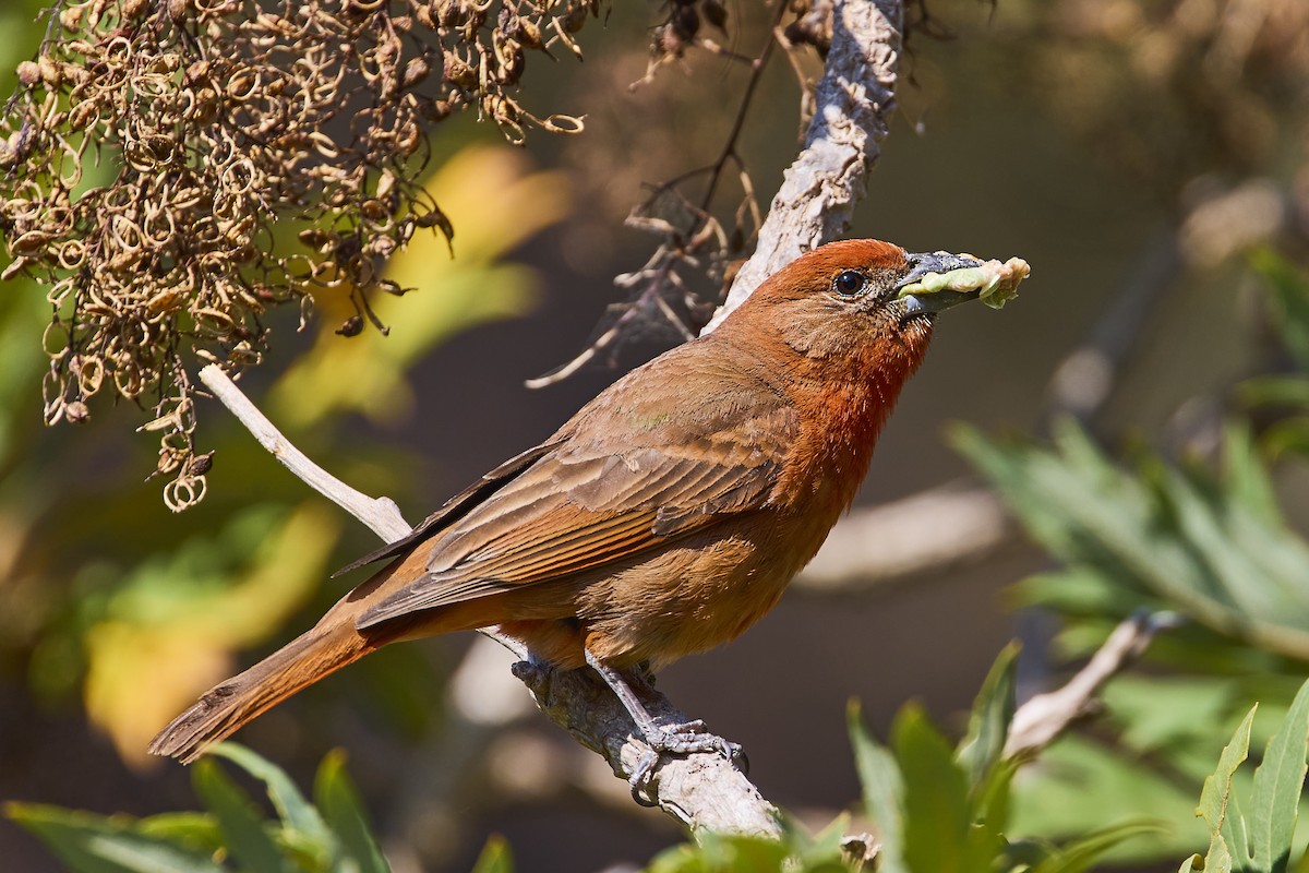 Hepatic Tanager - ML619094904