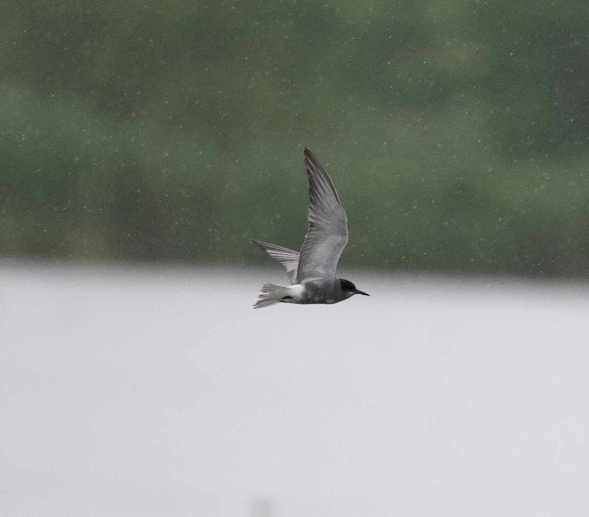 Black Tern (Eurasian) - ML619094913