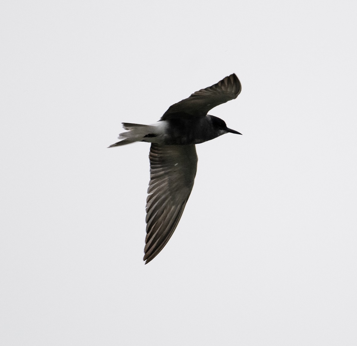 Black Tern (Eurasian) - ML619094915