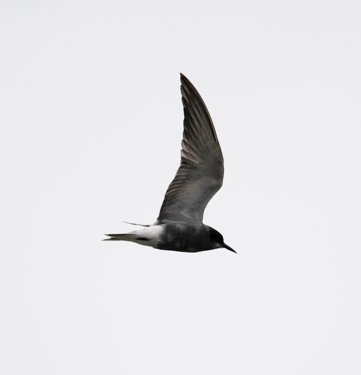 Black Tern (Eurasian) - ML619094918