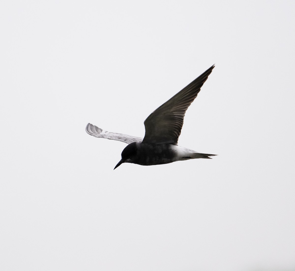 Black Tern (Eurasian) - ML619094921