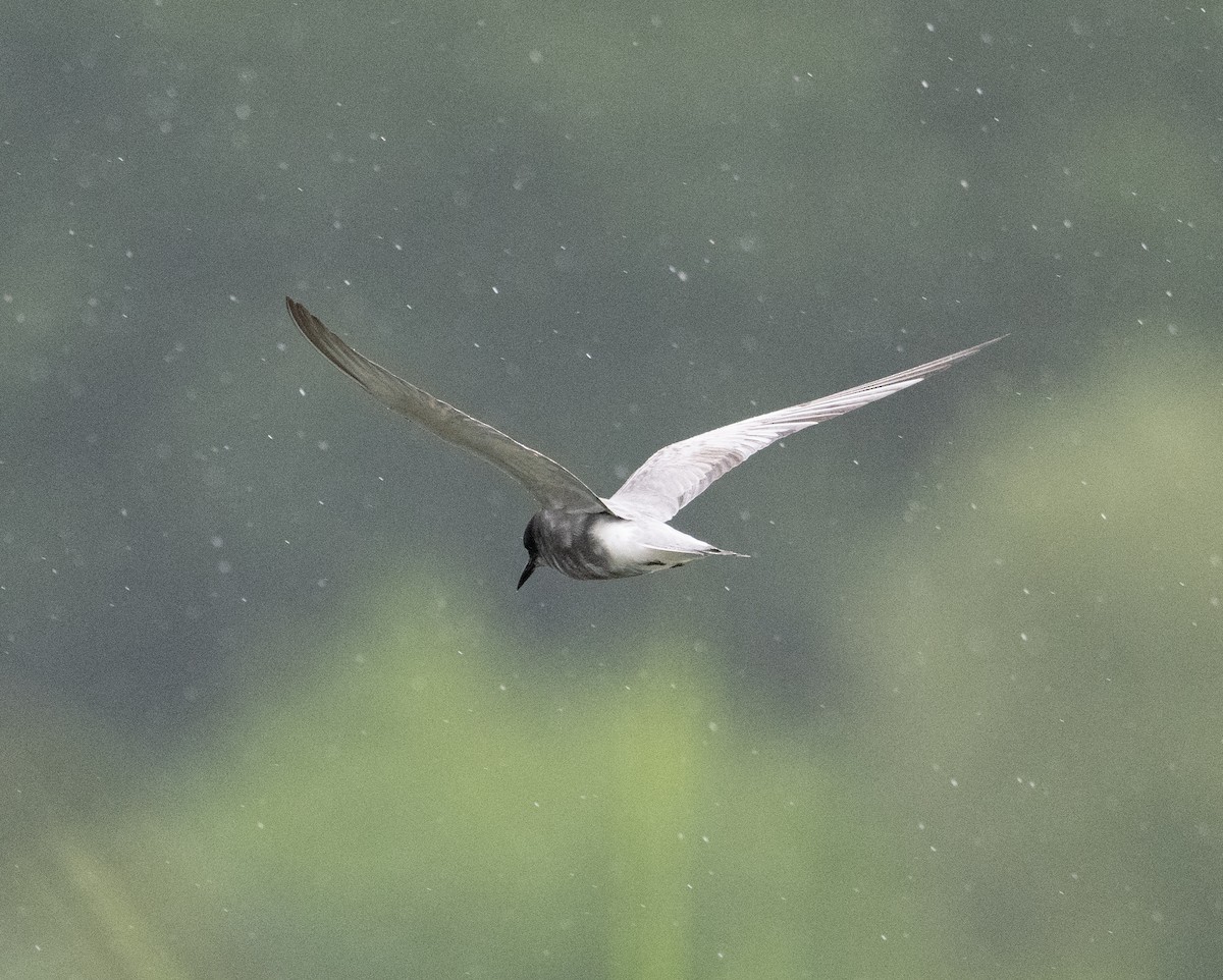 Black Tern (Eurasian) - ML619094922