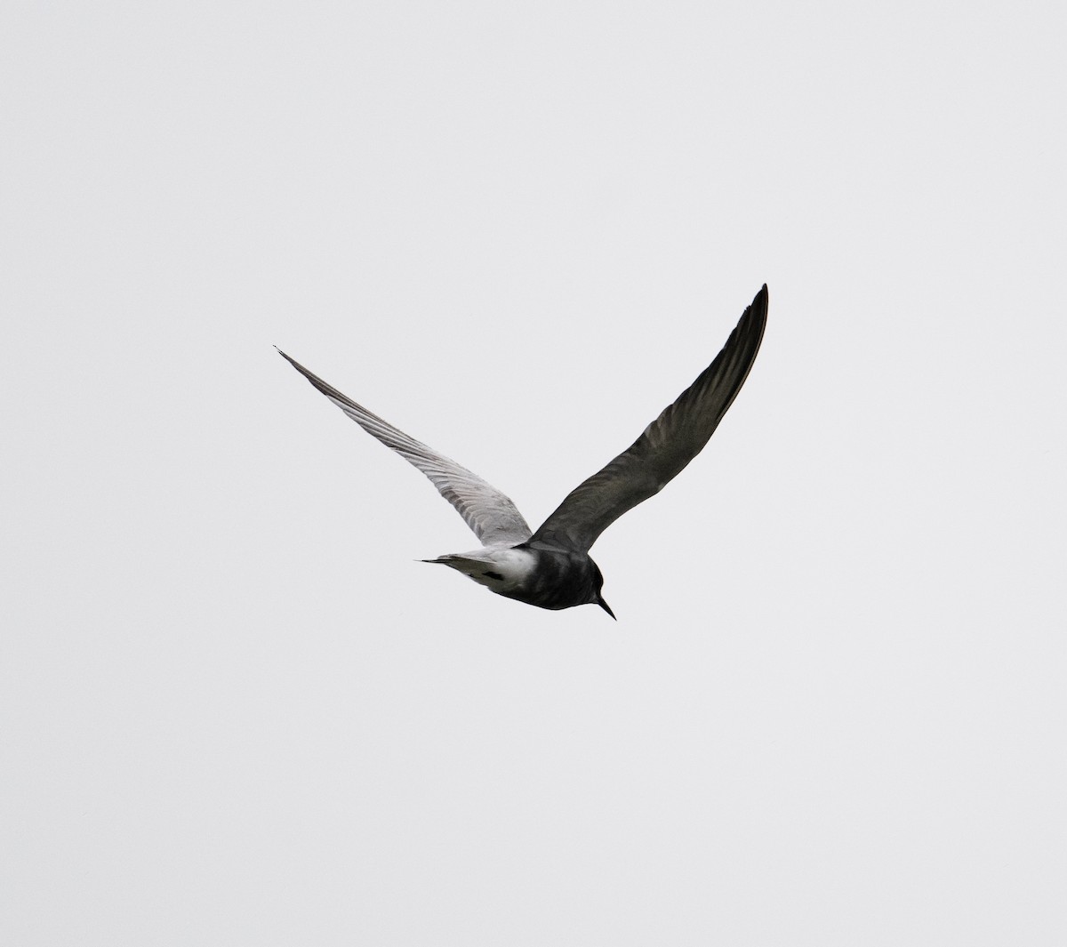 Black Tern (Eurasian) - ML619094923