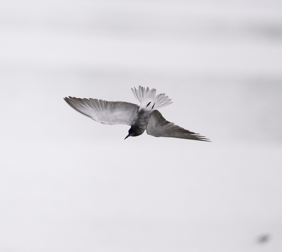 Black Tern (Eurasian) - ML619094927