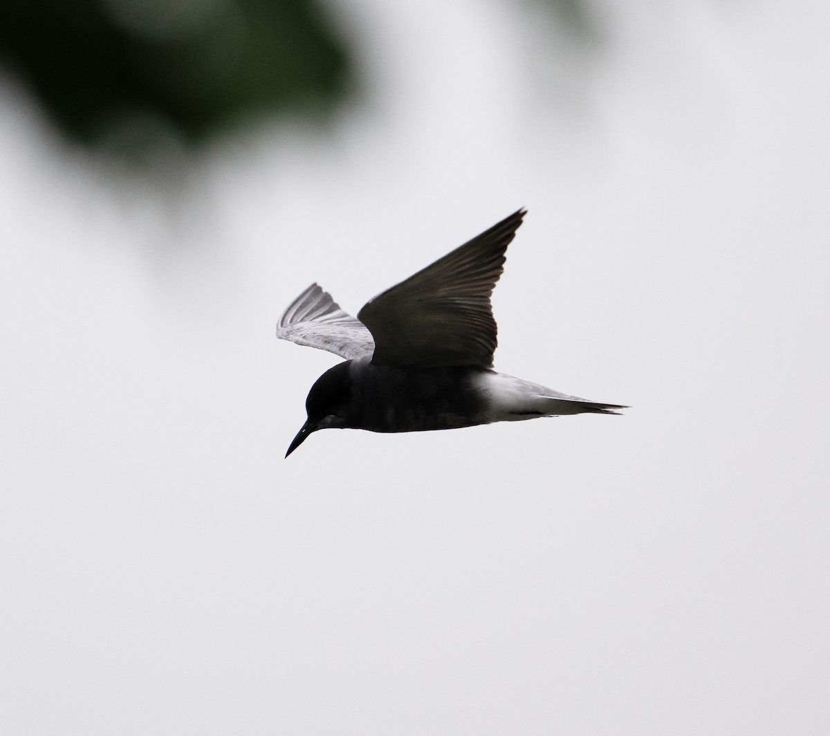 Black Tern (Eurasian) - ML619094928