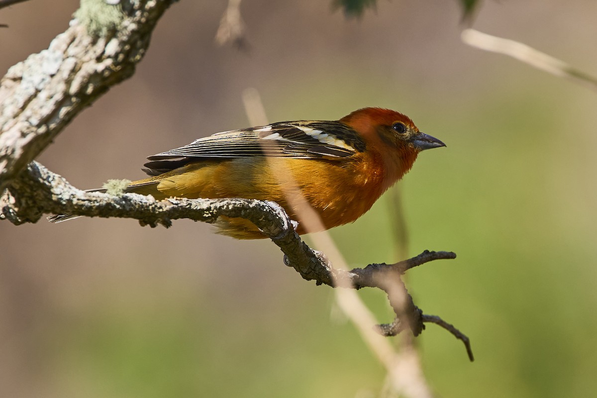 Flame-colored Tanager - ML619094934