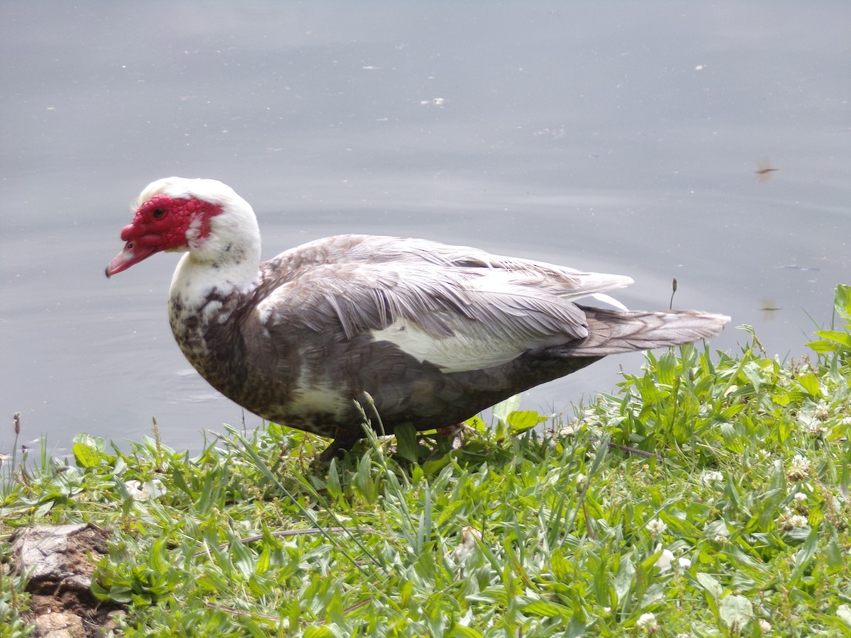Muscovy Duck (Domestic type) - ML619094945