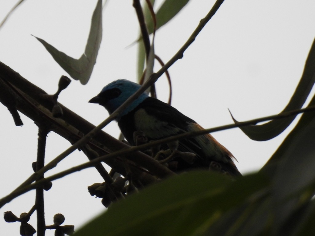 Blue-necked Tanager - ML619094959