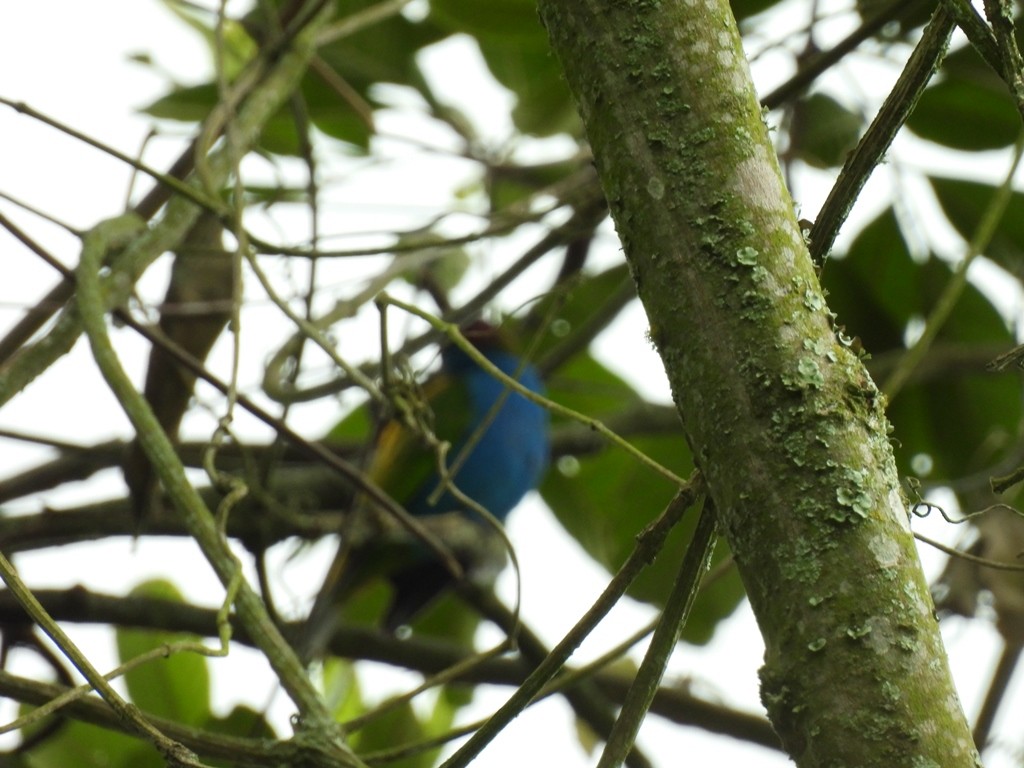 Bay-headed Tanager - ML619094969