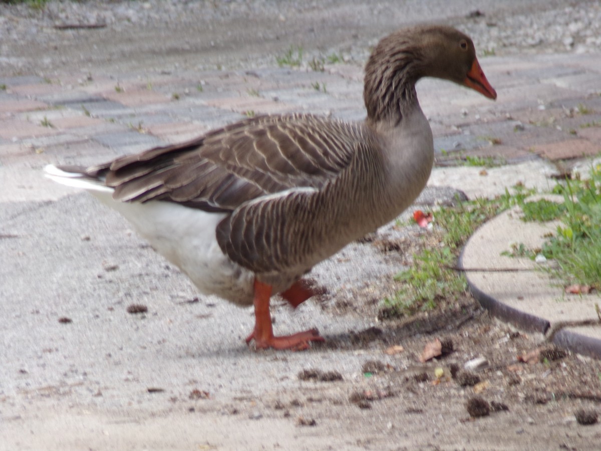 Graylag Goose (Domestic type) - ML619095002
