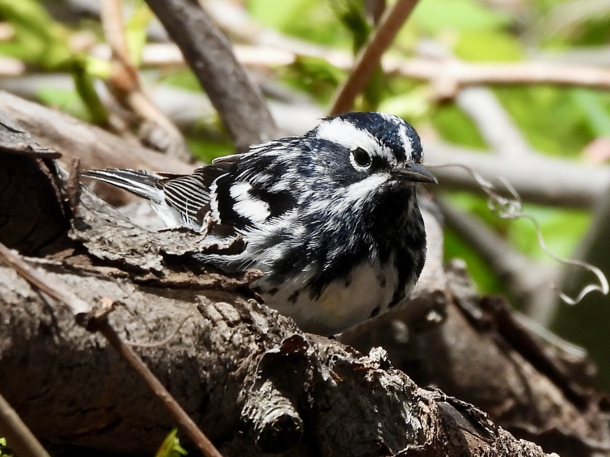 Black-and-white Warbler - ML619095014