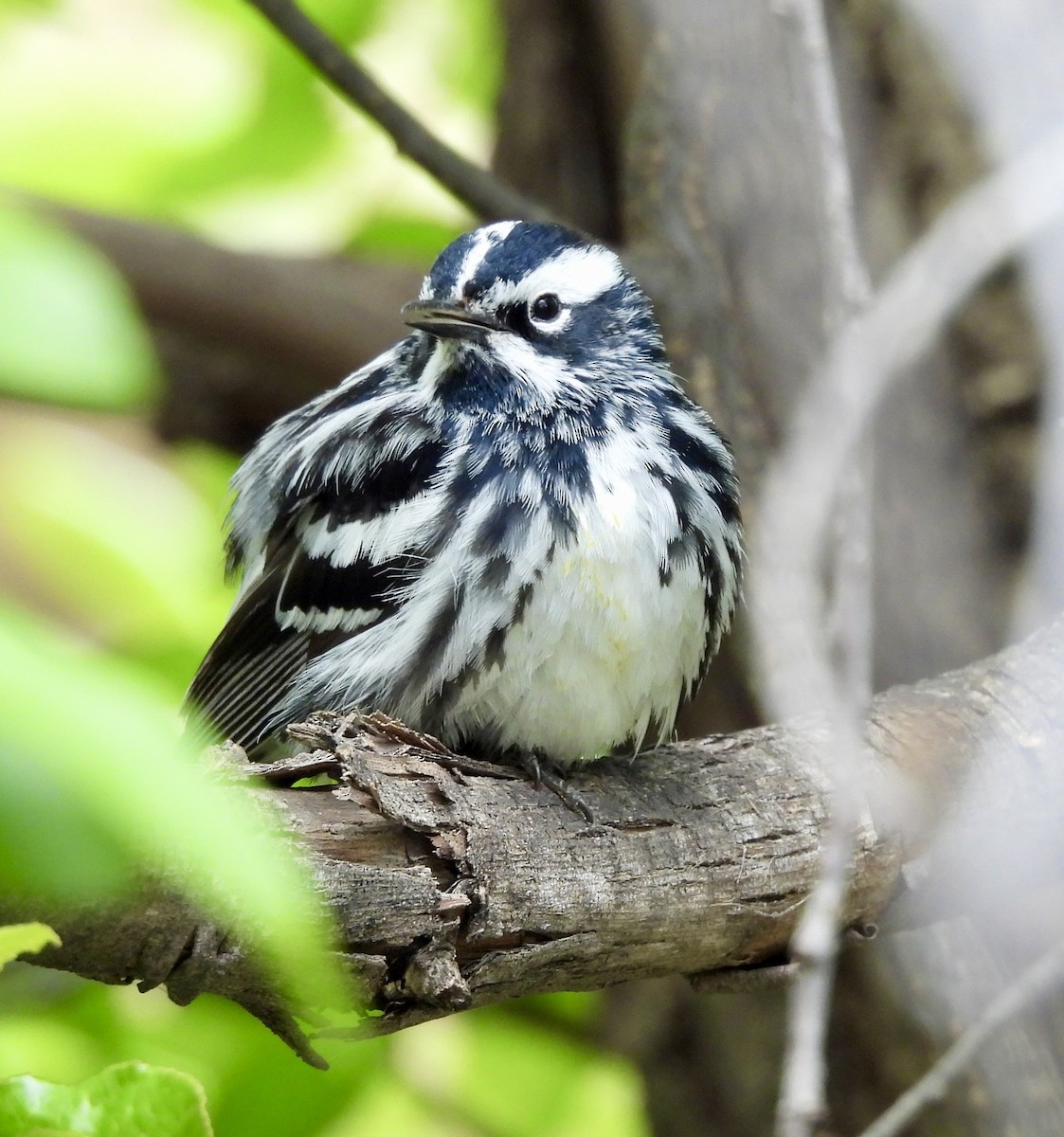 Black-and-white Warbler - ML619095015
