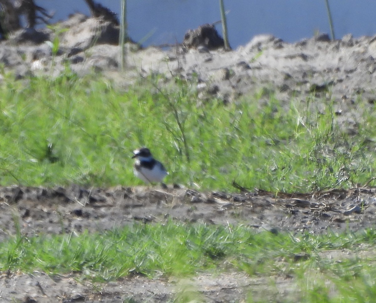Semipalmated Plover - ML619095025
