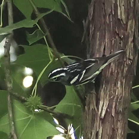 Black-and-white Warbler - ML619095149