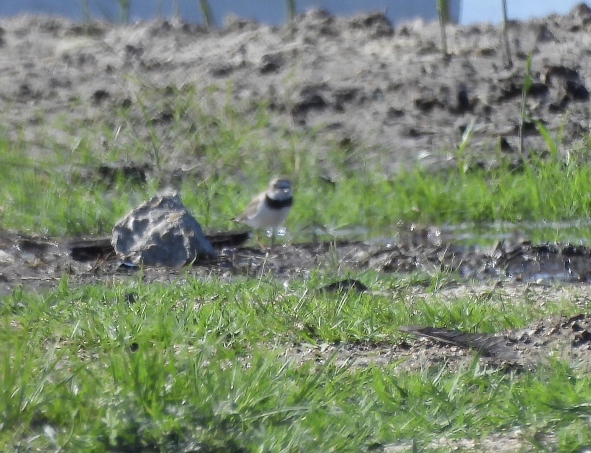 Semipalmated Plover - ML619095184