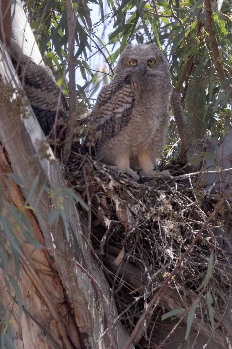 Great Horned Owl - ML619095193