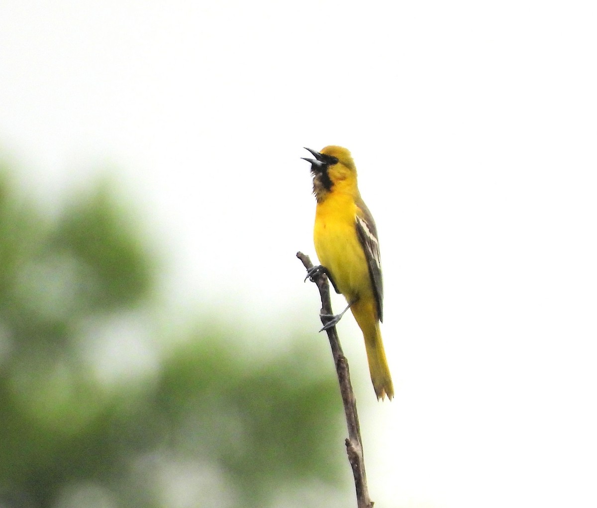 Orchard Oriole - ML619095194