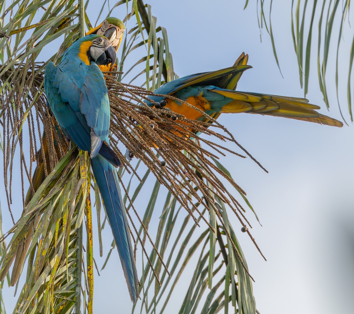 Blue-and-yellow Macaw - ML619095222