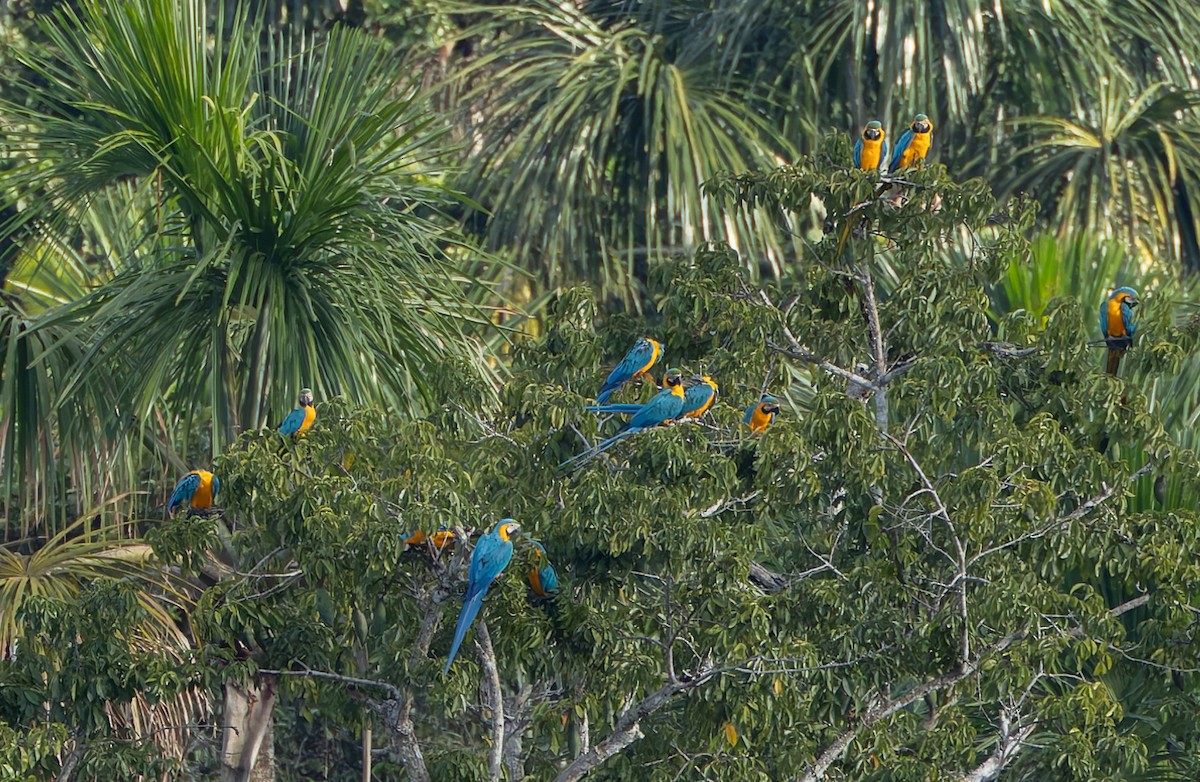 Blue-and-yellow Macaw - ML619095226