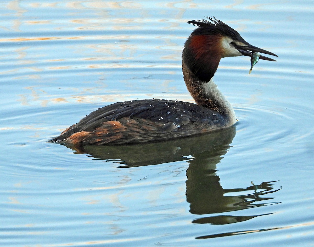 Great Crested Grebe - Peter Jungblut