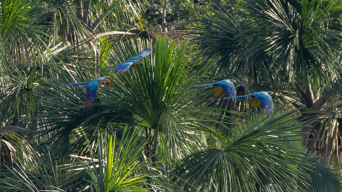 Blue-and-yellow Macaw - ML619095231