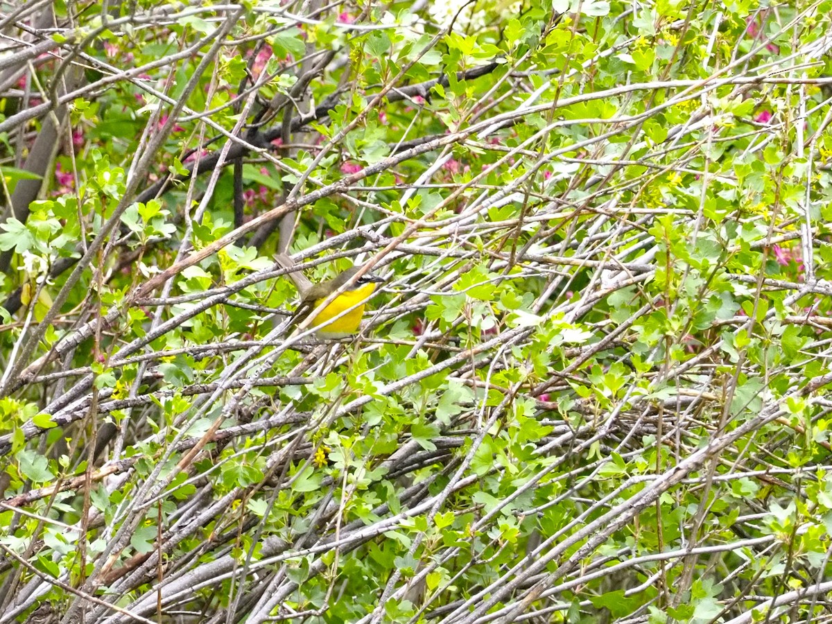 Yellow-breasted Chat - ML619095235