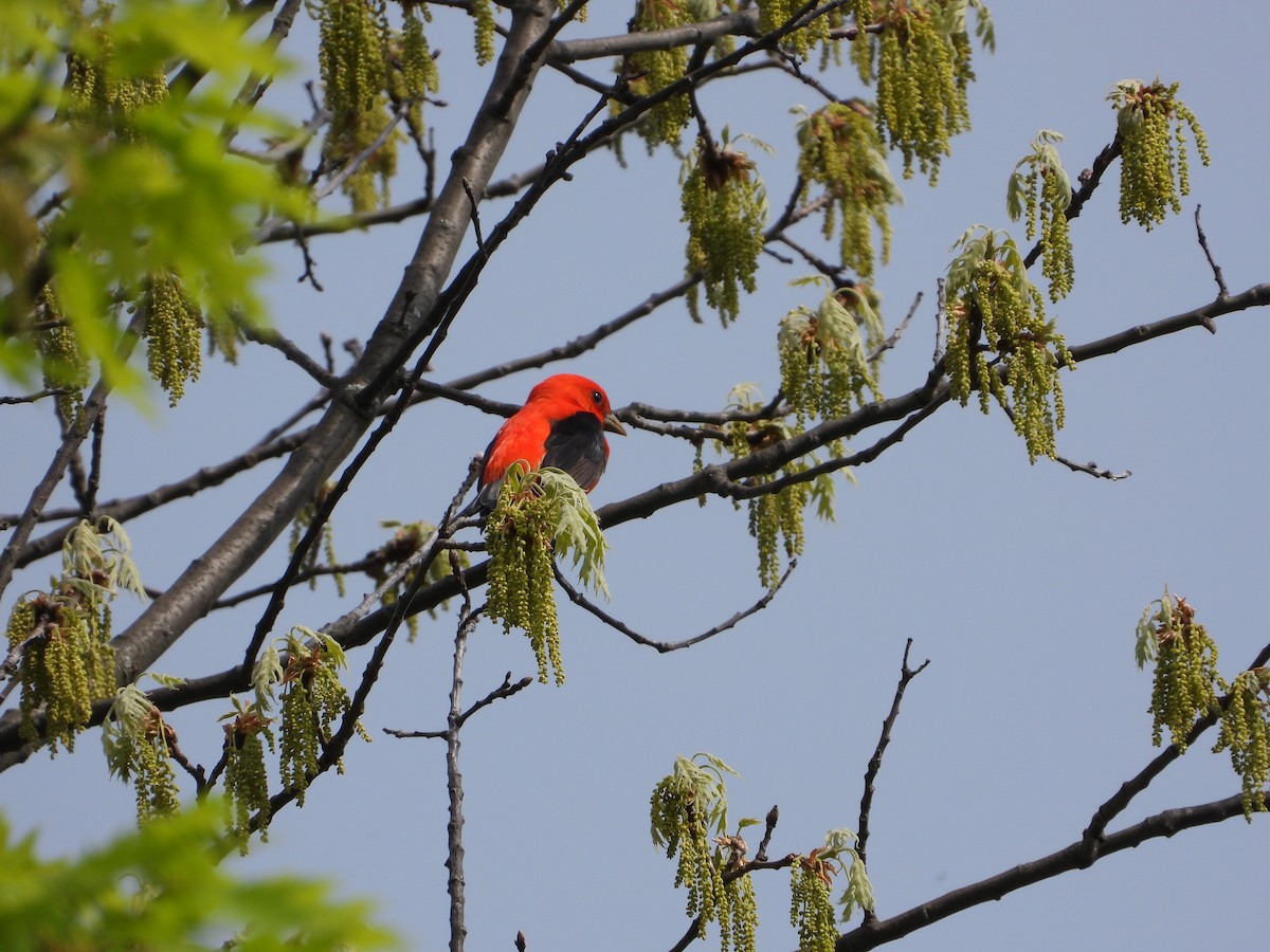 Scarlet Tanager - ML619095311
