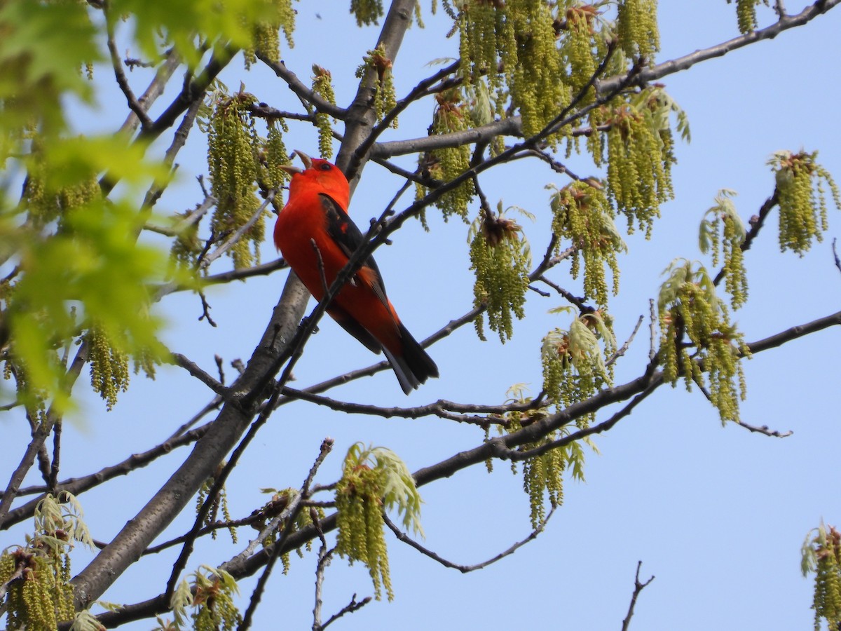 Scarlet Tanager - ML619095312