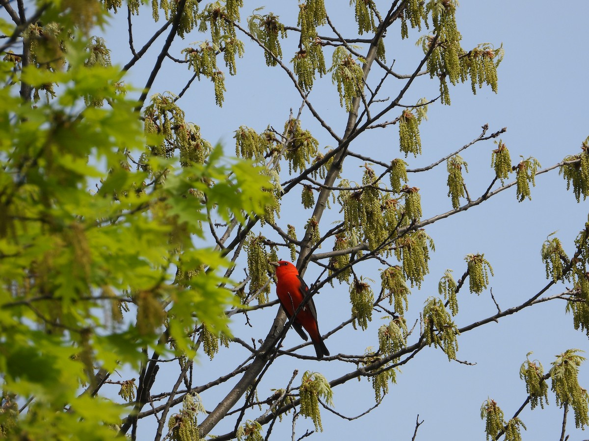 Scarlet Tanager - ML619095313