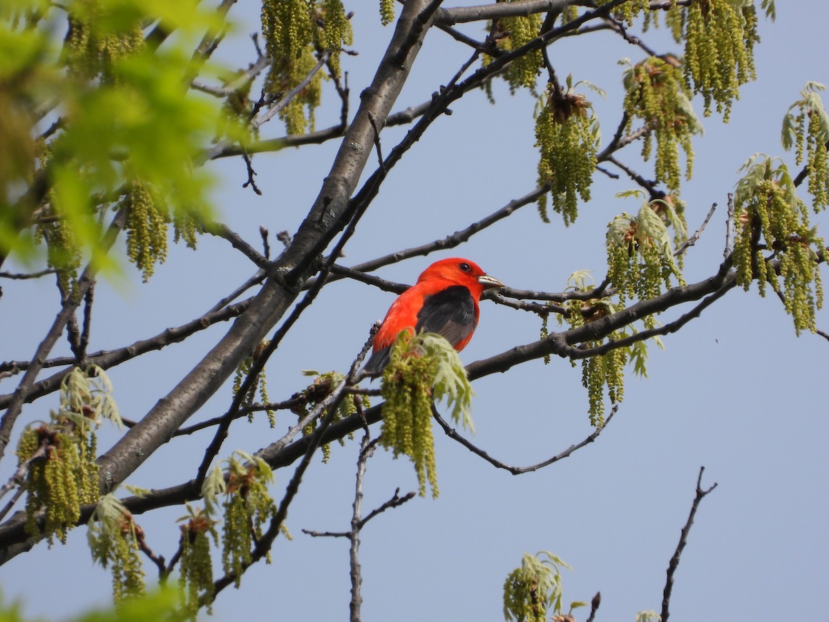 Scarlet Tanager - ML619095314